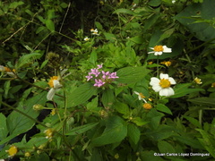 Crusea hispida