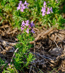 Satureja subspicata