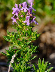 Satureja subspicata