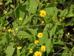Melampodium microcephalum