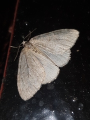 Operophtera fagata