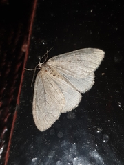 Operophtera fagata