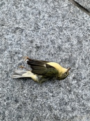 Setophaga caerulescens