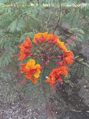Caesalpinia pulcherrima
