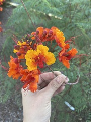 Caesalpinia pulcherrima