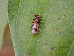 Sphyracephala brevicornis