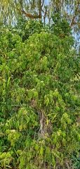 Micromelum minutum