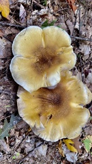 Tricholoma davisiae