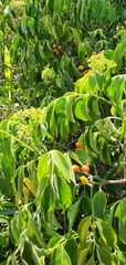 Micromelum minutum