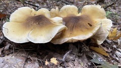 Tricholoma davisiae