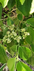 Micromelum minutum