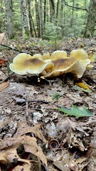 Tricholoma davisiae