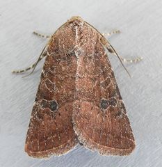Protorthodes ustulata