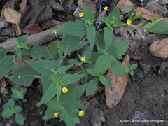 Melampodium microcephalum