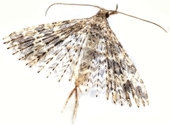 Alucita hexadactyla
