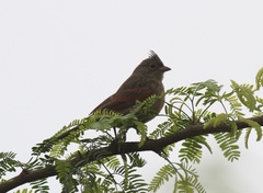 Emberiza lathami
