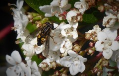 Helophilus antipodus