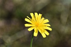 Krigia dandelion