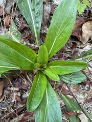 Carphephorus odoratissimus