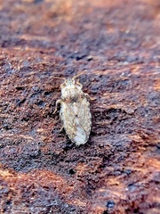 Parapiesma cinereum