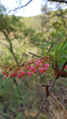 Comarostaphylis glaucescens