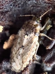 Parapiesma cinereum