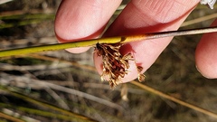 Juncus effusus austrocalifornicus