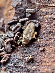 Parapiesma cinereum