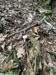 Russula betularum
