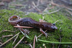 Aneides lugubris