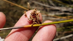 Juncus effusus austrocalifornicus