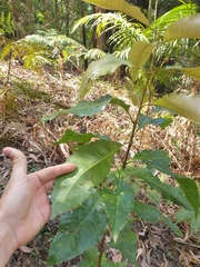 Schizomeria ovata