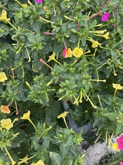 Mirabilis jalapa