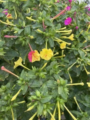 Mirabilis jalapa
