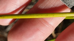 Juncus effusus austrocalifornicus