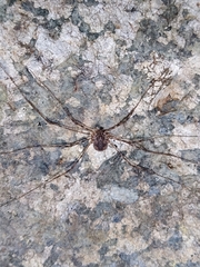 Leptobunus