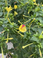Mirabilis jalapa