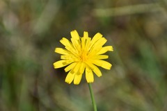 Krigia dandelion