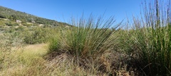 Juncus effusus austrocalifornicus