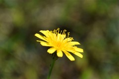 Krigia dandelion