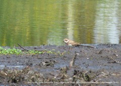Charadrius semipalmatus
