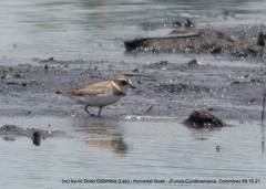 Charadrius semipalmatus