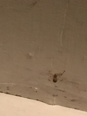 Theridiidae