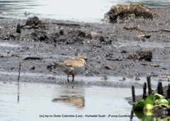 Charadrius semipalmatus