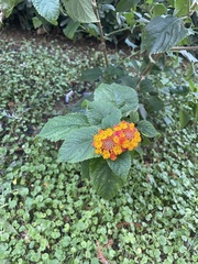 Lantana camara