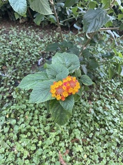 Lantana camara