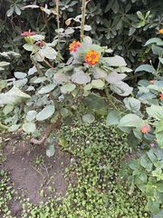 Lantana camara