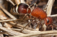 Timulla ferrugata
