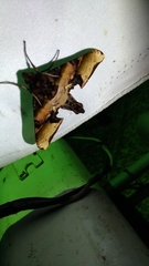 Amplypterus mansoni takamukui