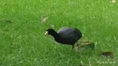 Fulica americana columbiana